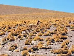 Investigan una nueva matanza de vicuñas en la zona de Vilama