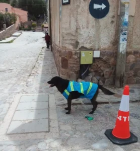 En el Día Nacional del Perro, conocemos la historia de «Goku», que desde hace seis años es un integrante fundamental del cuerpo de Tránsito.