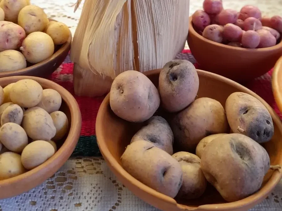 HUMAHUACA SE PREPARA PARA LA FERIA DE LAS COMUNIDADES Y EL XVIII ENCUENTRO DE PRODUCTORES PARA EL INTERCAMBIO DE LAS SEMILLAS Y SABERES