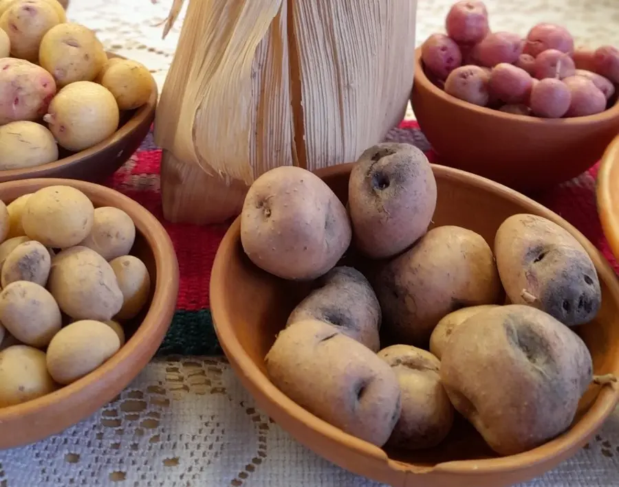 HUMAHUACA SE PREPARA PARA LA FERIA DE LAS COMUNIDADES Y EL XVIII ENCUENTRO DE PRODUCTORES PARA EL INTERCAMBIO DE LAS SEMILLAS Y SABERES