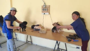 Curso de peluquería canina en Humahuaca